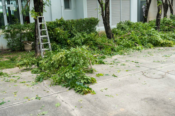 How Our Tree Care Process Works  in  Mililani Mauka, HI